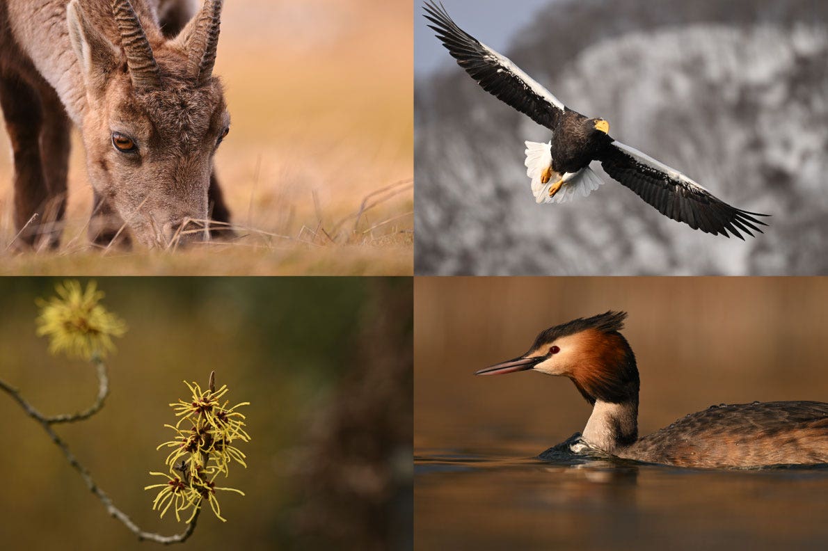Animal collage | Nikon Cameras, Lenses & Accessories